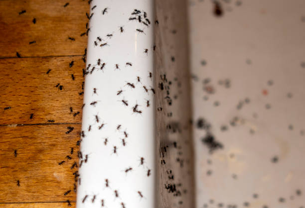 Best Affordable Pest Control Services  in Eastwood, MI