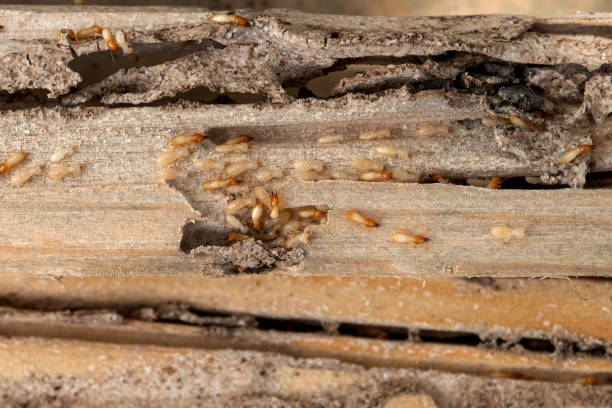 Best Pest Inspection Near Me  in Eastwood, MI