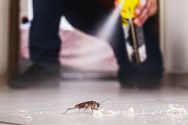 Best Spider Control Near Me  in Eastwood, MI
