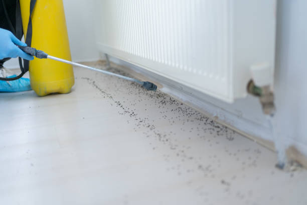 Best Affordable Pest Control Services  in Eastwood, MI